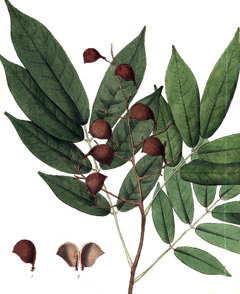 Copaifera guyanensis Hoepel, Guyanense Copaiba